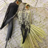 عروس هلندی نر سخنگو