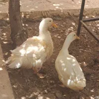 فروش سه عدد اردک