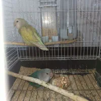 یک جفت طوطی برزیلی مولد