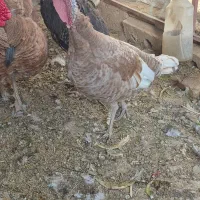 بوقلمون بوربون|حیوانات مزرعه|مبارکه, |دیوار