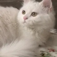 توله گربه های بریتیش انگورا