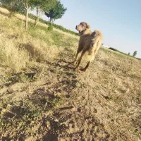 پژدر 15ماهه|سگ|درگزین, |دیوار