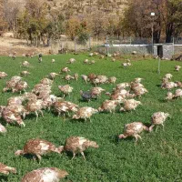 بوقلمون بوربون ماده (قەلە می سوور)|حیوانات مزرعه|بانه, |دیوار