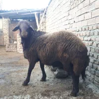 بره قوچ 15ماهه