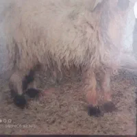 بره سبک فروش