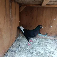کبوتر قره سیاه نر