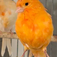 قناری وارداتی اورجنال