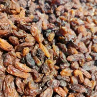 کشمش گله و خرما ضایعات نقد و اقساط|خوردنی و آشامیدنی|مشهد, شهید مطهری|دیوار