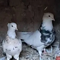 طوقی|پرنده|کلاله, |دیوار
