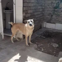 سگ گله ای