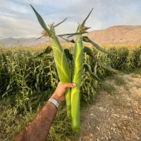 ۱۰۰ تن ذرت مکزیکی اکشن چوییت