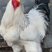 تخم مرغ برهمالایت اصیل