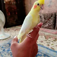 عروس هلندی نر دستی