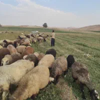 میش داشتی درجه یک