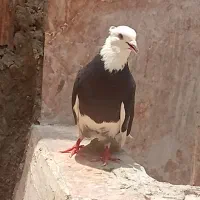 جفت شازده سیاه تظمینی