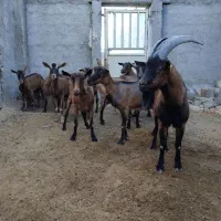 الپاین