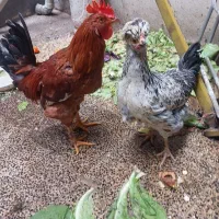 مرغ و خروس|حیوانات مزرعه|تهران, اسفندیاری|دیوار