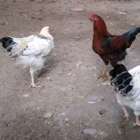 غاز،مرغ و خروس،اردک اسرائیلی|حیوانات مزرعه|سنگر, |دیوار