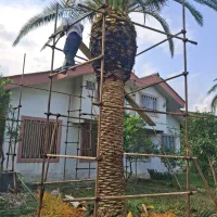 هرس فونیکس. لاوسون . شمشاد|خدمات باغبانی و درختکاری|نوشهر, |دیوار