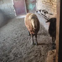 قوچ چینی اصل