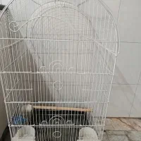 توجه ««قفس کاسکویی خیلی بزرگ عروس»»