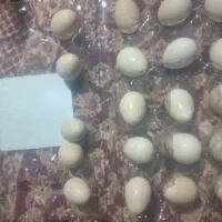 تخم مرغ زینتی
