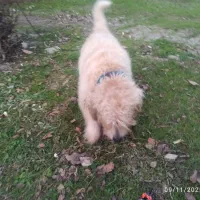 سگ شیتزو|سگ|ماسال, |دیوار