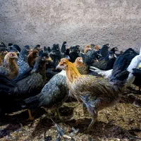 مرغ جهادی نژاد تخمگذار و گلپایگانی|حیوانات مزرعه|کاشان, خرمدشت|دیوار