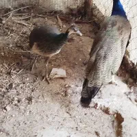 طاووس هندی|پرنده|قائم‌شهر, |دیوار