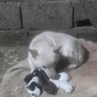 یک جفت اشپیز آلمانی اورجینال|سگ|خسروشاه, |دیوار