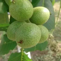 نهال گردو پیوندی چندلر و فرنور و ارقام مختلف میوه