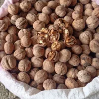 گردوی محلی خوش مزه