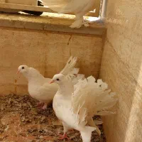 کبوتر دم چتری آمریکایی|پرنده|اصفهان, روشن‌دشت|دیوار