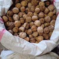 گردو|حراج|جوانرود, |دیوار