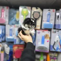 سگ پامرانین میکروسایز|سگ|کرج, شهرک بنفشه|دیوار