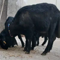 قوچ قارا قزال لوخت موسیم|حیوانات مزرعه|کوثر, |دیوار