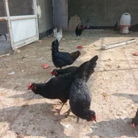 تخمه مرغ نطفه دار گلین لری|حیوانات مزرعه|اصفهان, گرکان|دیوار