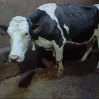 گاو با گوساله