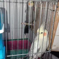 عروس هلندی  ماشین دره شهر|پرنده|دره شهر, |دیوار