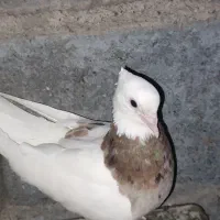 طوقی و زینتی