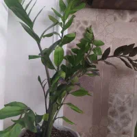 سانسوریا و زاموفیلیا|گل و گیاه طبیعی|قم, امامزاده ابراهیم|دیوار