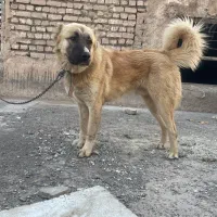 سگ سرابی پژدر