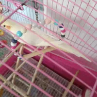 طوطی عروس ماده