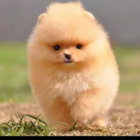 توله سگ88روزه پامر با اصالت و تضمین زیبا ترین رنگ