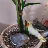 عروس هلندی سالم و شیطون