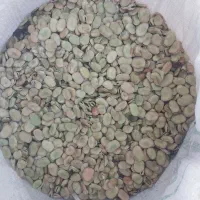 باقالای خشک ۵تن  طارم روستای هندی کندی