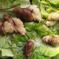 فروشگاه حلزون و ملزومات نگهداری|خزنده|کرج, اتحاد|دیوار