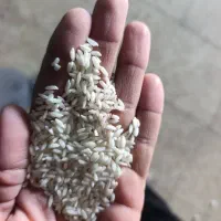 برنج عنبر بو درجه یک