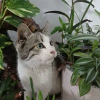 گربه گم شده|حیوانات|سبزوار, هویزه|دیوار