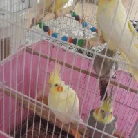 پرنده عروس هلندی